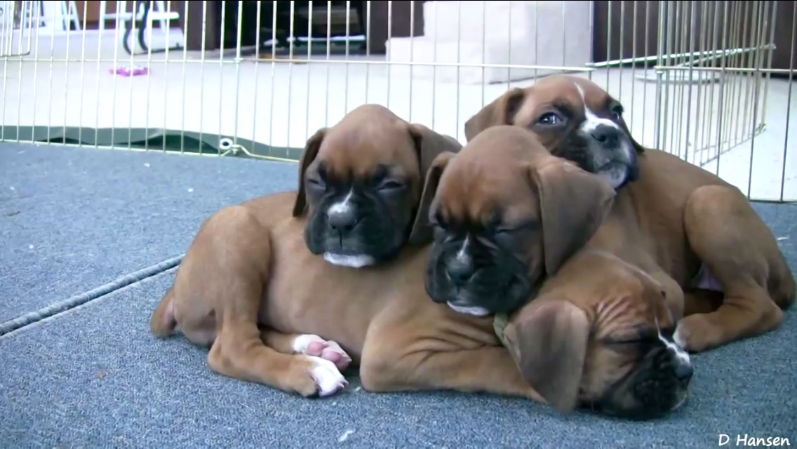 boxer dogs