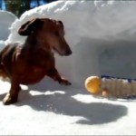 dachshunds