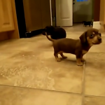 dachshund puppies