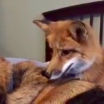 fox and dog