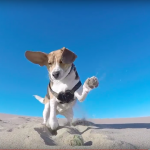 Beagle puppy's