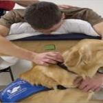 Service Dogs
