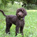 French Dog Breeds