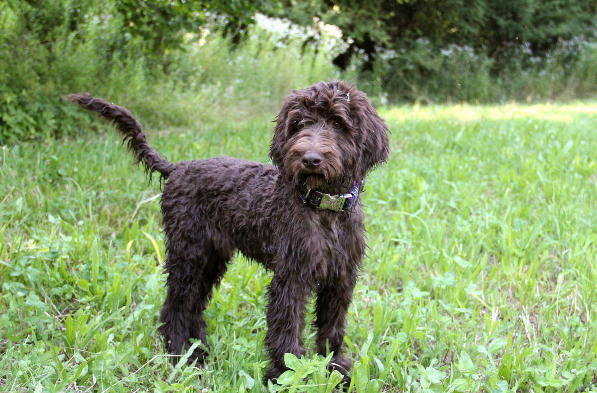 French Dog Breeds