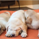 Dog Bed