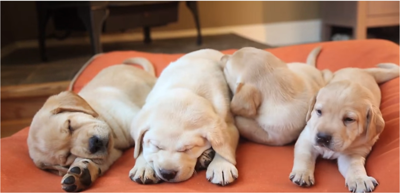 Dog Bed