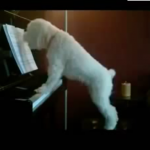 dogs home alone