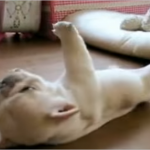pudgy puppy