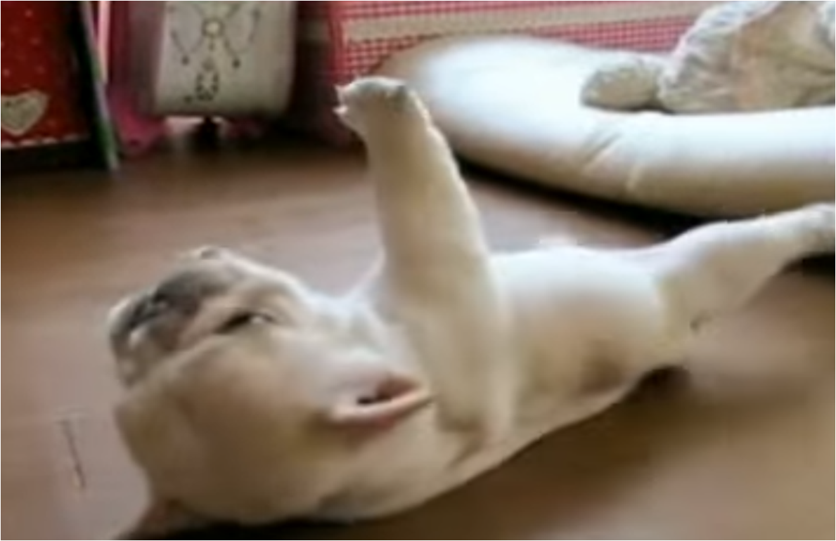 pudgy puppy