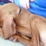 snoozing pup