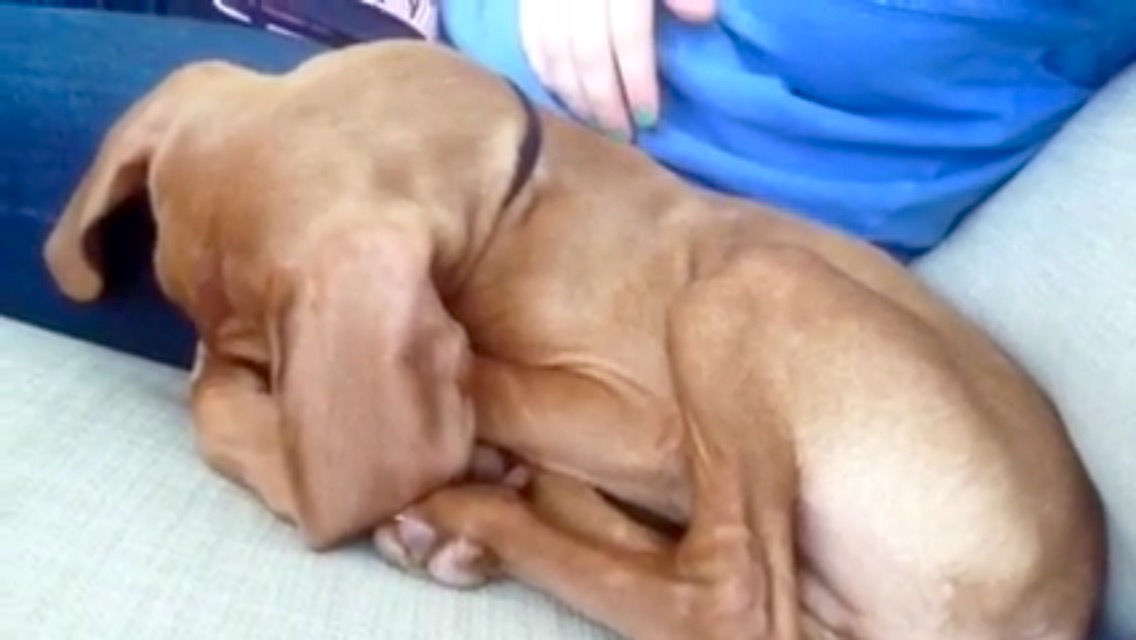snoozing pup