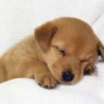 sleepy puppy