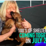 pet adoption