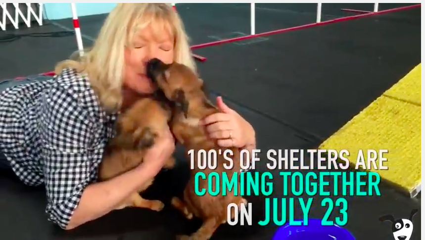 pet adoption