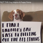 dog shaming