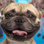 benefits of dogs