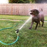 dogs versus sprinklers