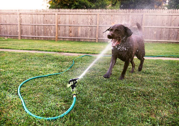 dogs versus sprinklers