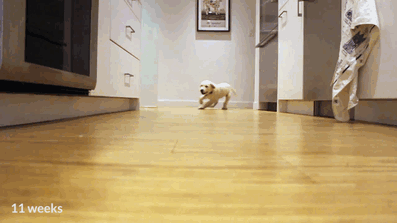 adorable puppies