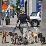 dog walker