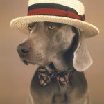 weimaraner