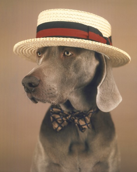 weimaraner