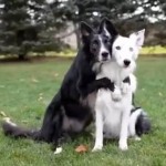 dogs pose