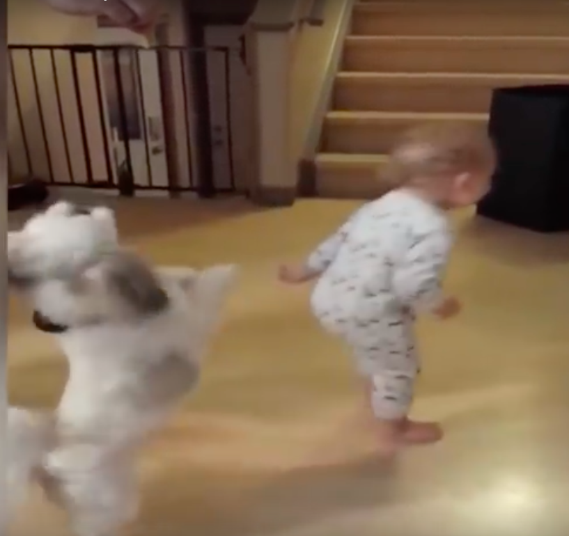 baby mimics dog