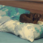 dachsund
