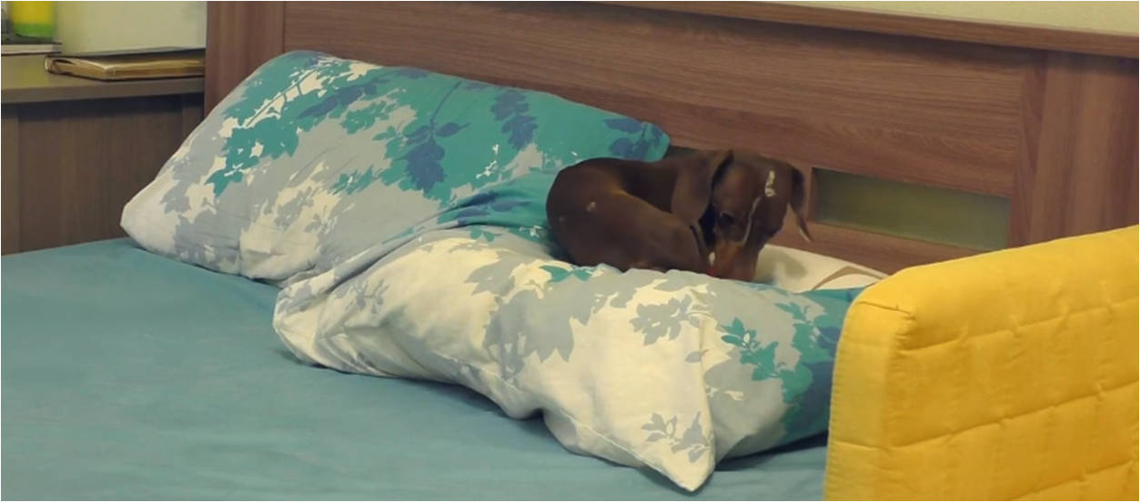 dachsund