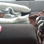 best babysitters