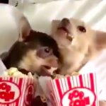 Dogs eat