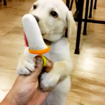 happy puppy