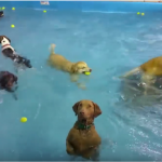 socially awkward dog
