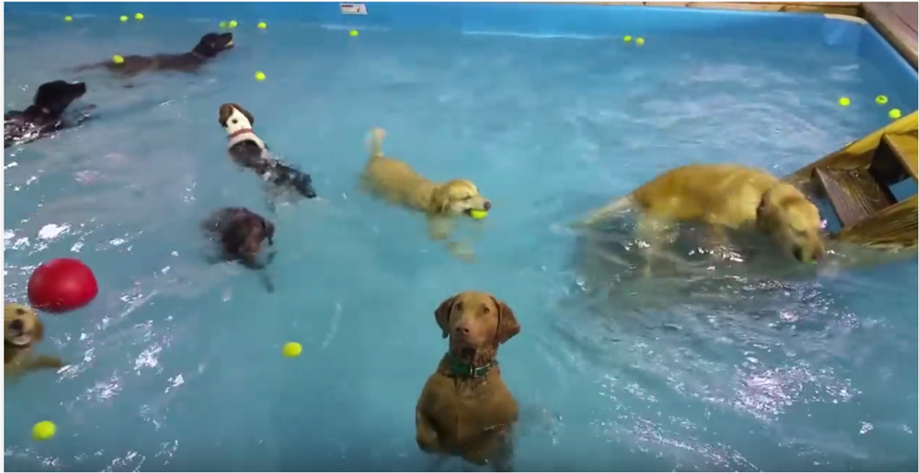 socially awkward dog