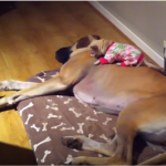 Great Dane