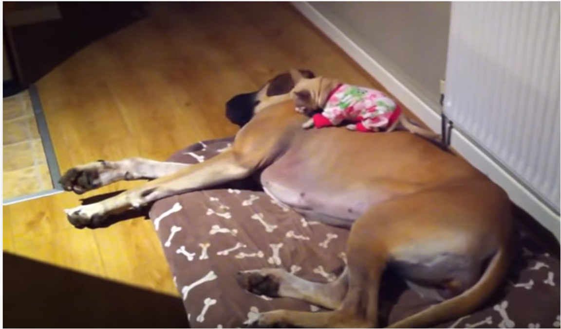 Great Dane