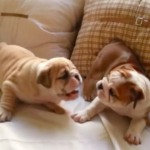 English Bulldog