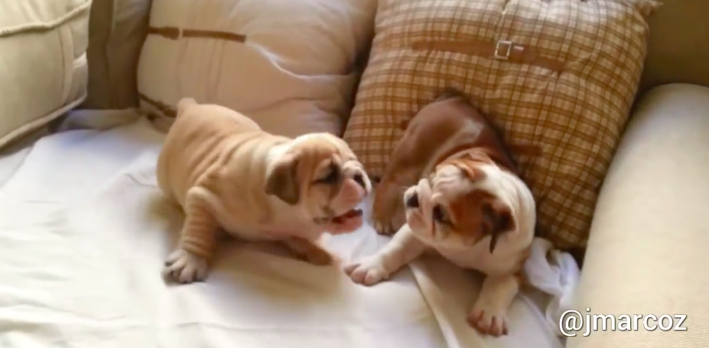 English Bulldog