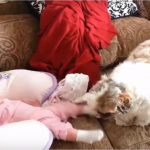 Dogs Take Care of Babies