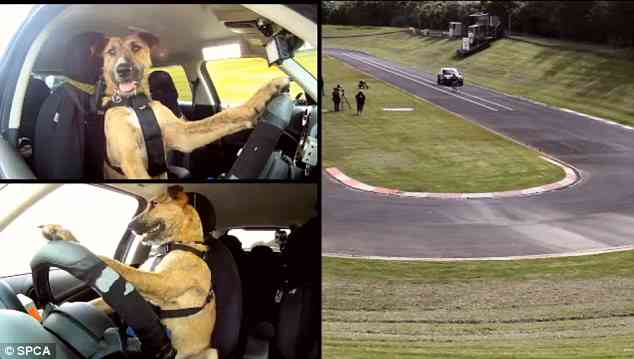 The World’s First Driving Dog