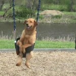 adorable dog