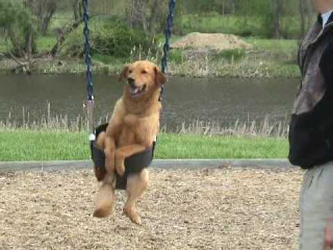 adorable dog