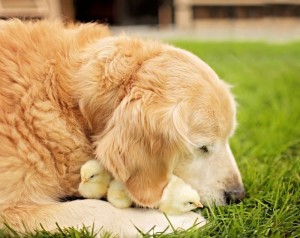 Golden Retriever