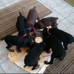 Doberman puppies