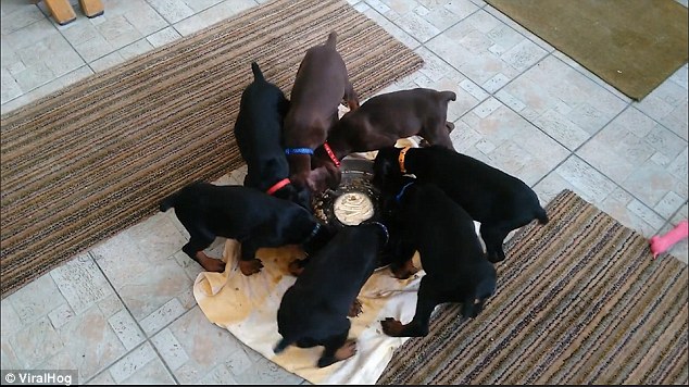 Doberman puppies