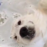 Dog Loves Bathtime