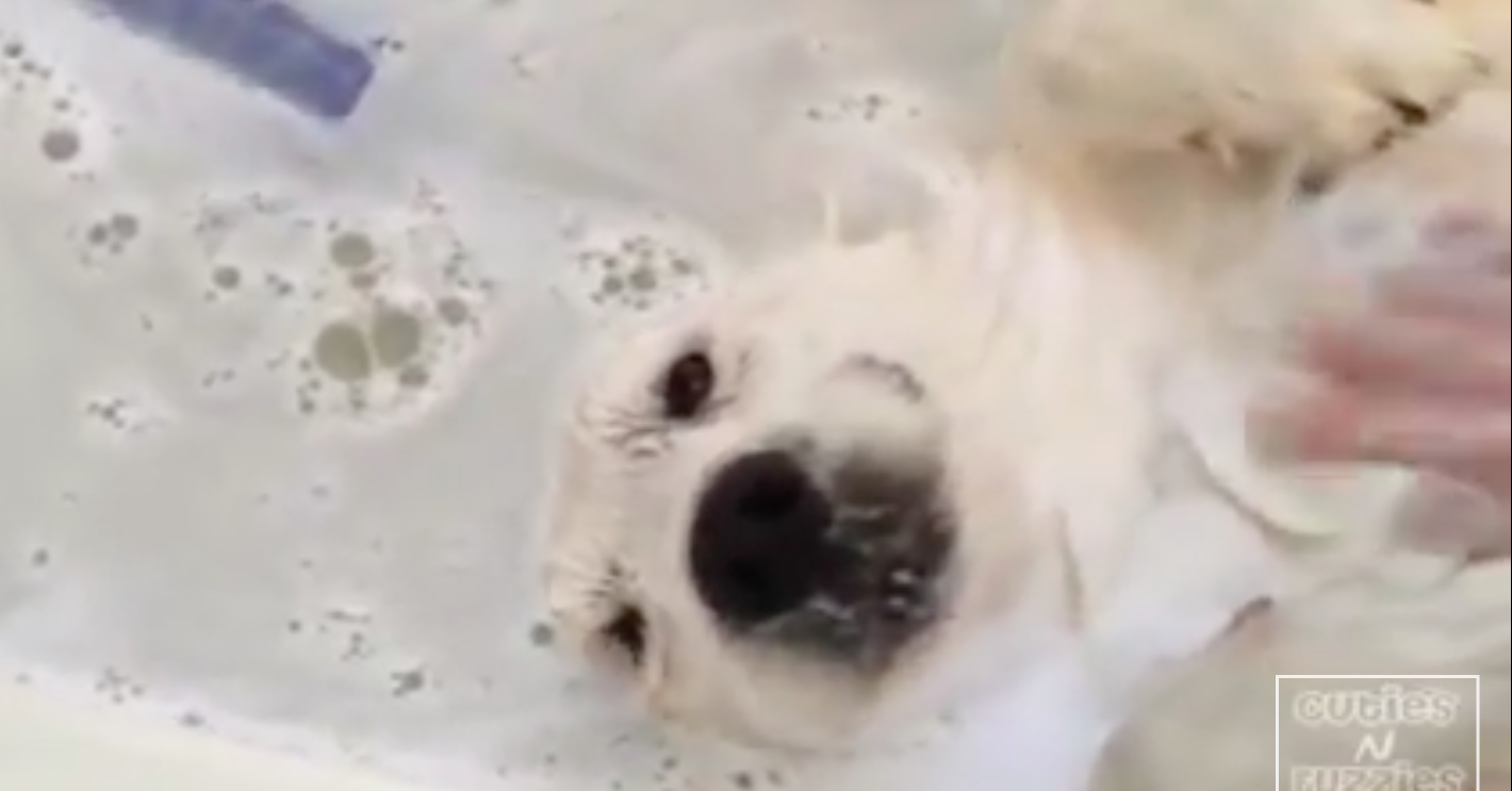 Dog Loves Bathtime