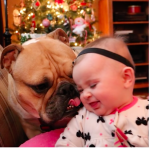 Toddler Bulldog