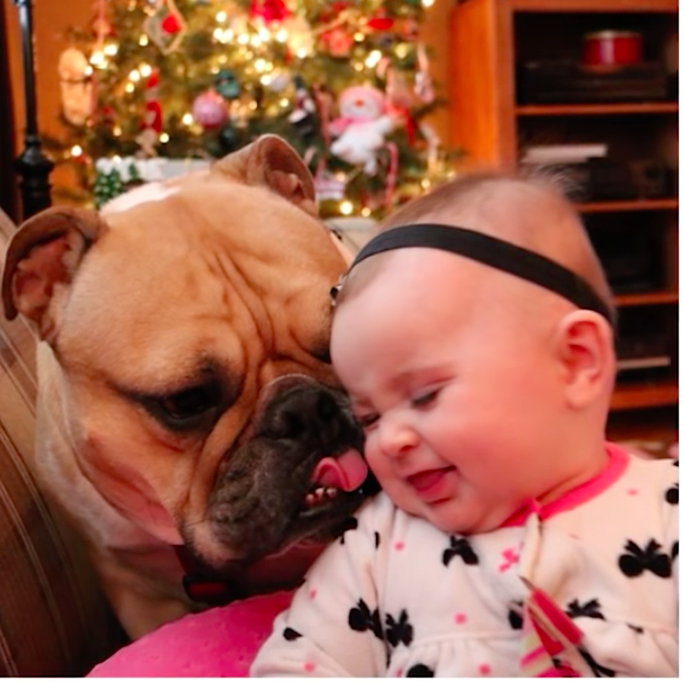 Toddler Bulldog